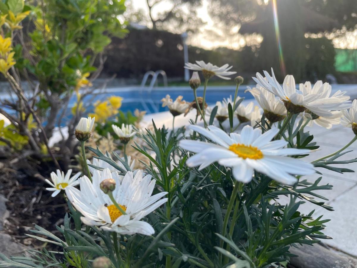 Villa Herlinda Costa Brava - With Swiming Pool マサネッド・ダ・ラ・セルバ エクステリア 写真